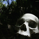 Illustration for article titled Alas, Poor Yorick